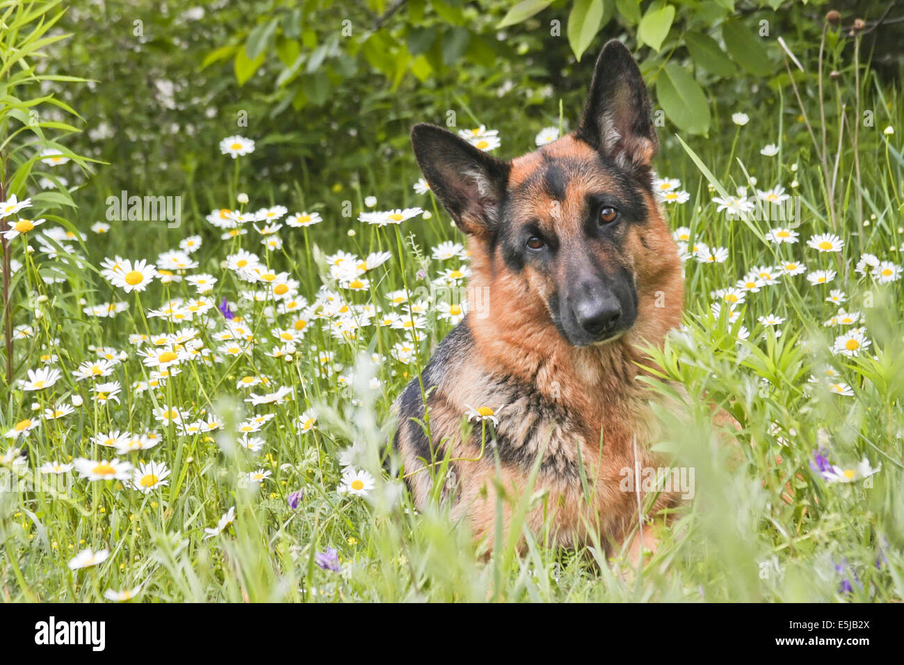 Der Hund Deutscher Schäferhund liegt auf einer Lichtung in einem grünen Rasen und Blumen, in weißen Margeriten, Kamille Stockfoto