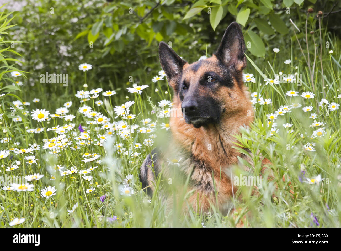 Der Hund Deutscher Schäferhund liegt auf einer Lichtung in einem grünen Rasen und Blumen, in weißen Margeriten, Kamille Stockfoto