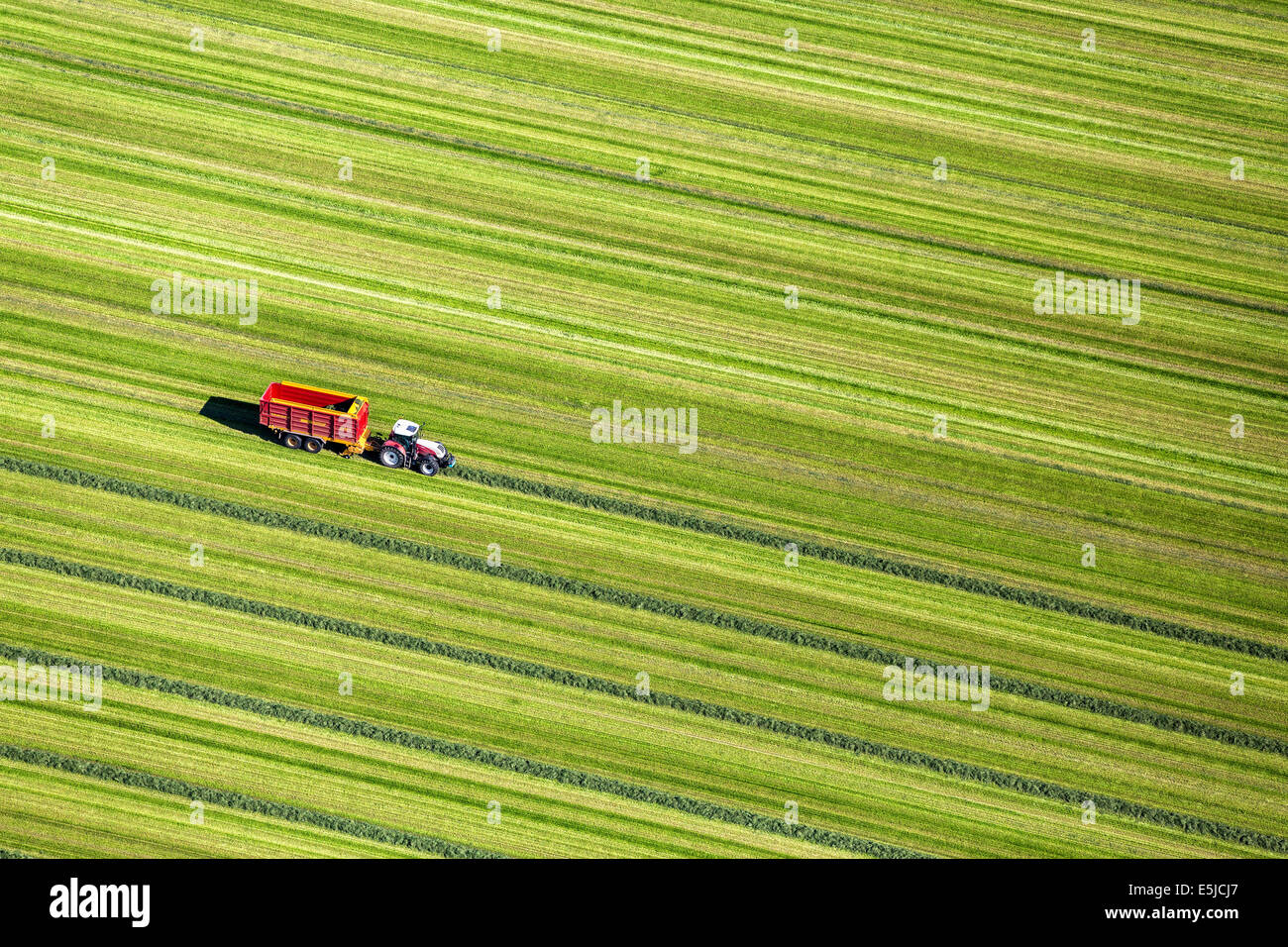 Der Niederlande, in der Nähe von Lelystad, Landwirt Grass mit Traktor in Grünland zu sammeln. Luftbild Stockfoto