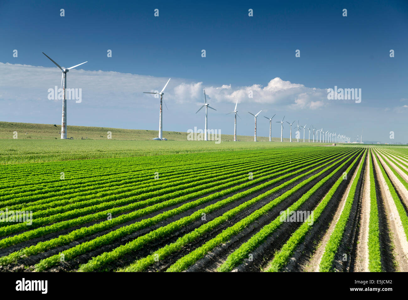 Niederlande, Urk, Flevopolder, aufgearbeitet. Windenergieanlagen und Landwirtschaft Stockfoto