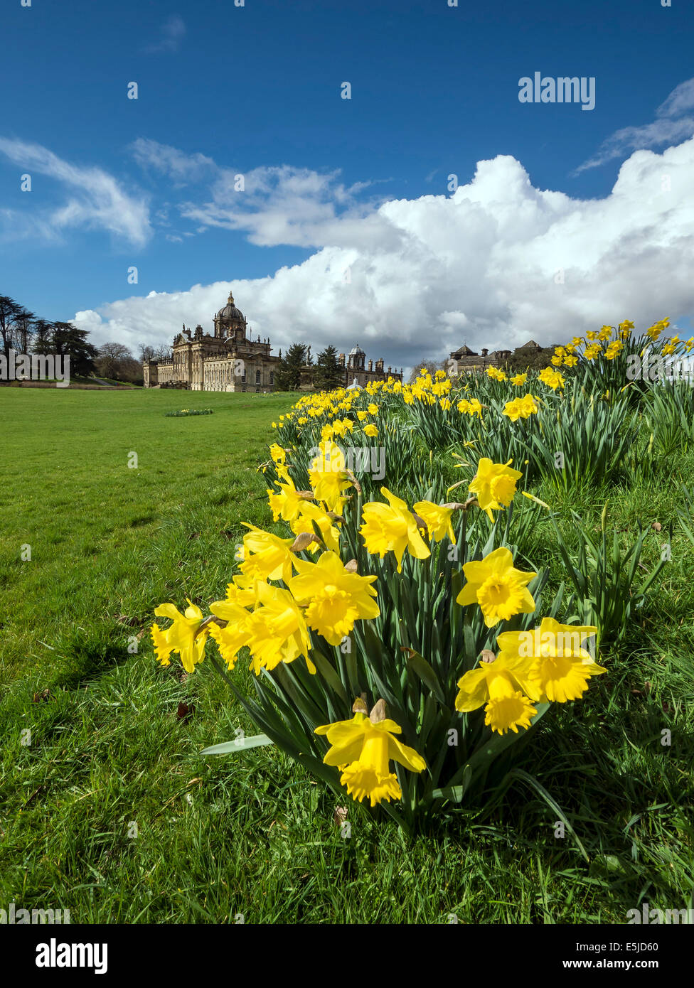 Narzissen Zeitpunkt Castle Howard, in der Nähe von Malton, North Yorkshire Stockfoto