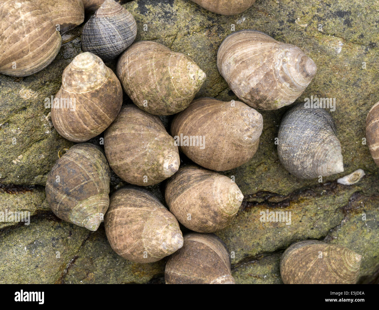 Gemeinsamen Winkle Littorina bei Meeresschnecke marine Gastropode Molluske Kolonie, Schottland, UK Stockfoto
