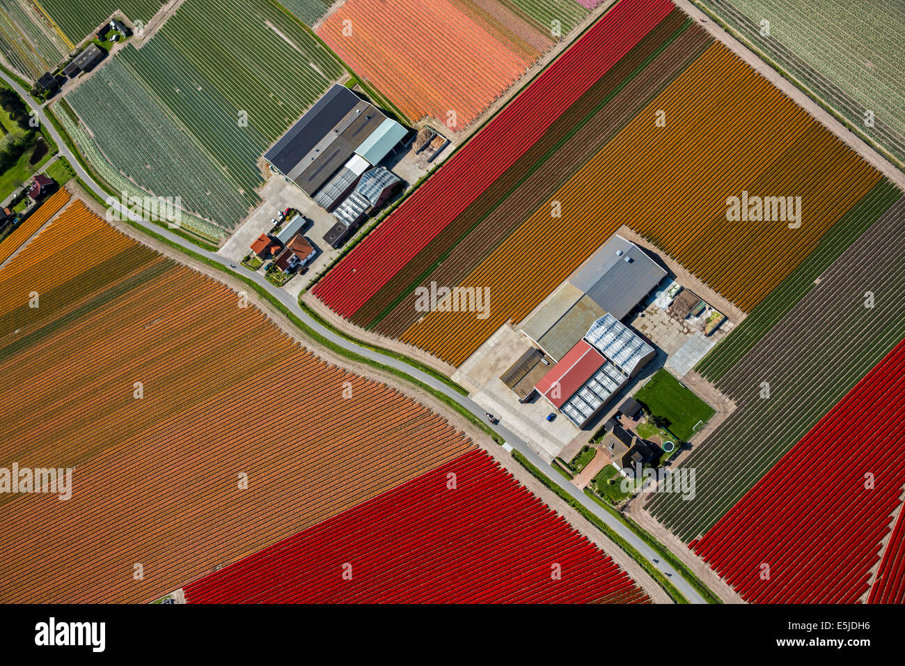 Niederlande Egmond Aan Den Hoef Tulip Felder Antenne Stockfoto