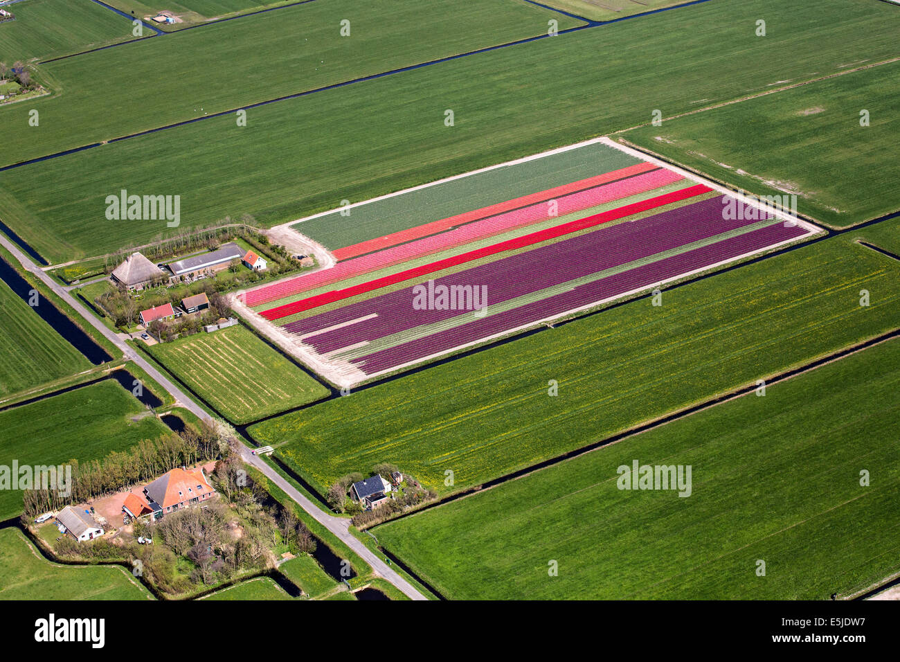 Niederlande, Burgervlotbrug, Tulpenfelder, Antenne Stockfoto