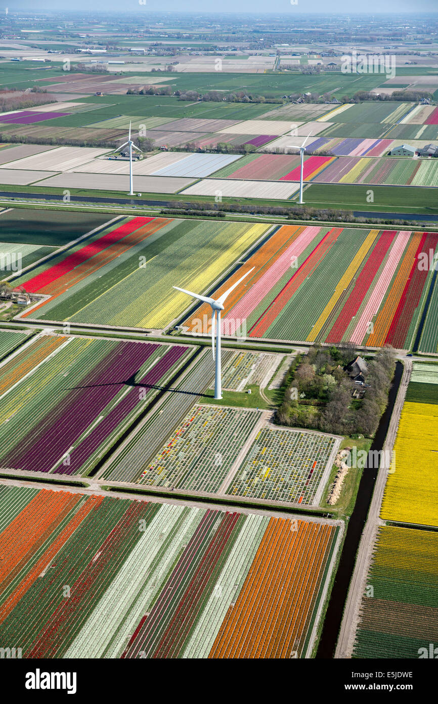 Niederlande, Burgervlotbrug, Tulpenfelder und Windmühlen, Antenne Stockfoto