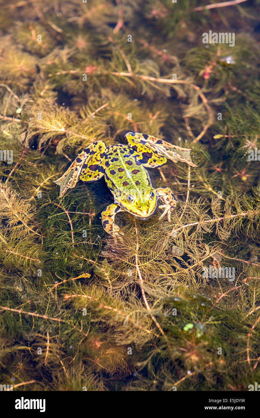 Niederlande, Marken, Seefrosch, außer Ridibundus im pool Stockfoto