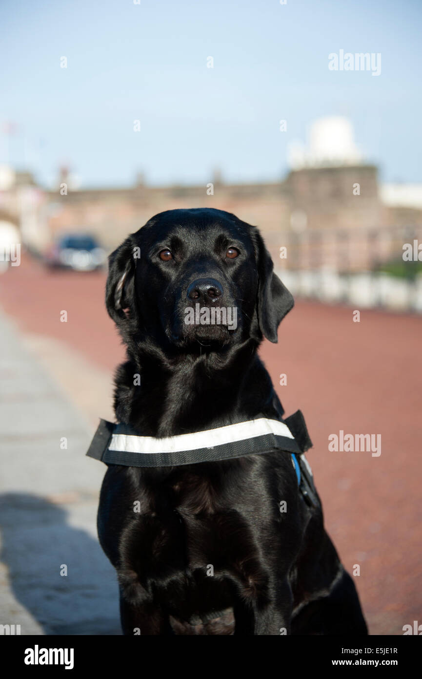 Schwarzer Labrador Hund edle Portrait Suche Rettungshund Stockfoto