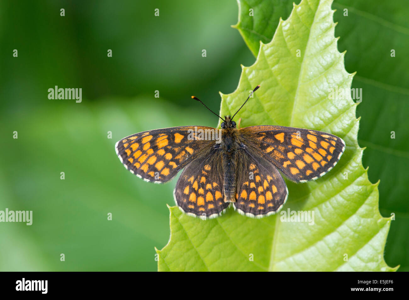 Heide Fritillary Butterfly (Melitaea Athalia), UK Stockfoto
