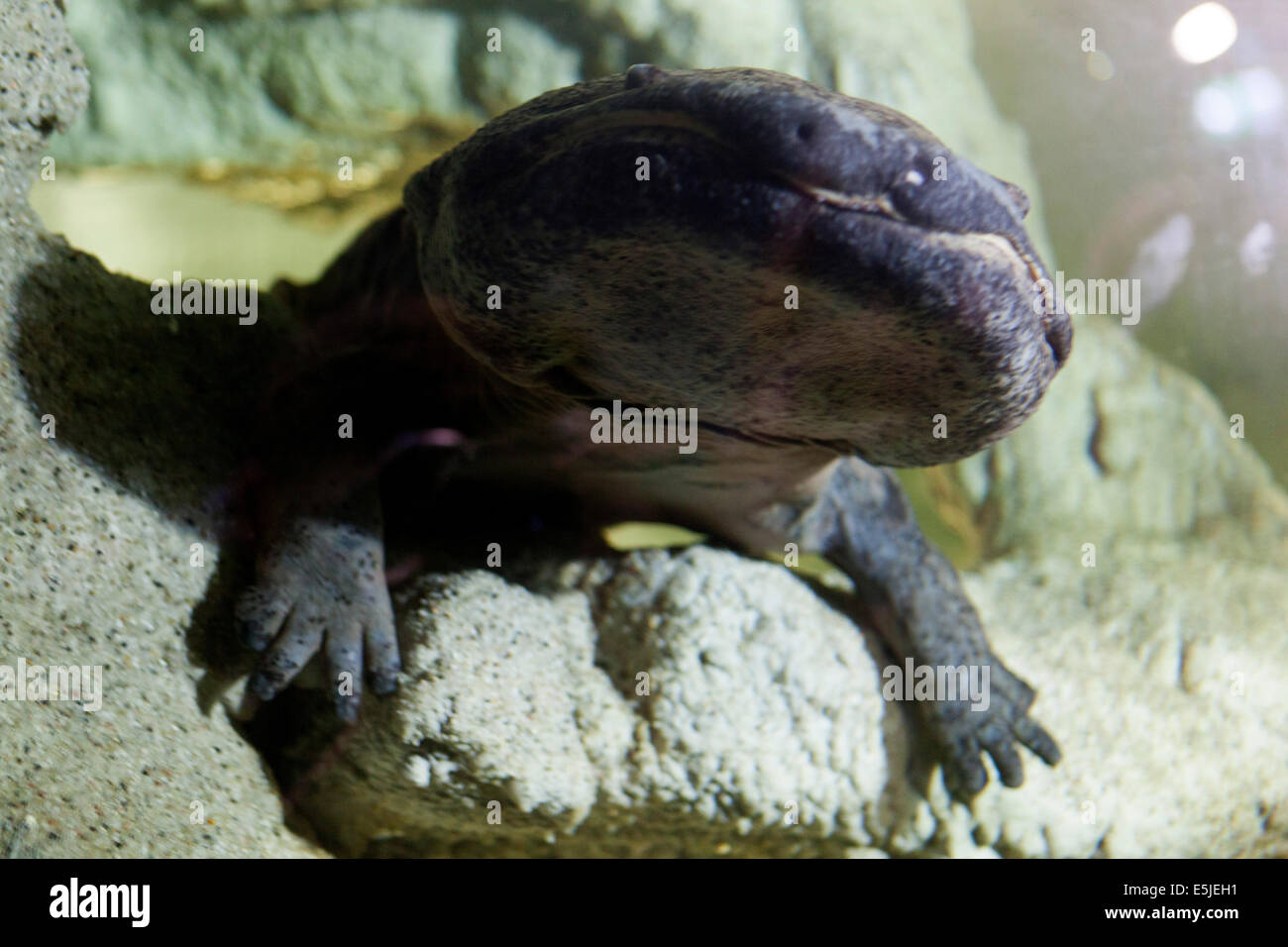 Riesensalamander aquarium Fotos und Bildmaterial in hoher Auflösung