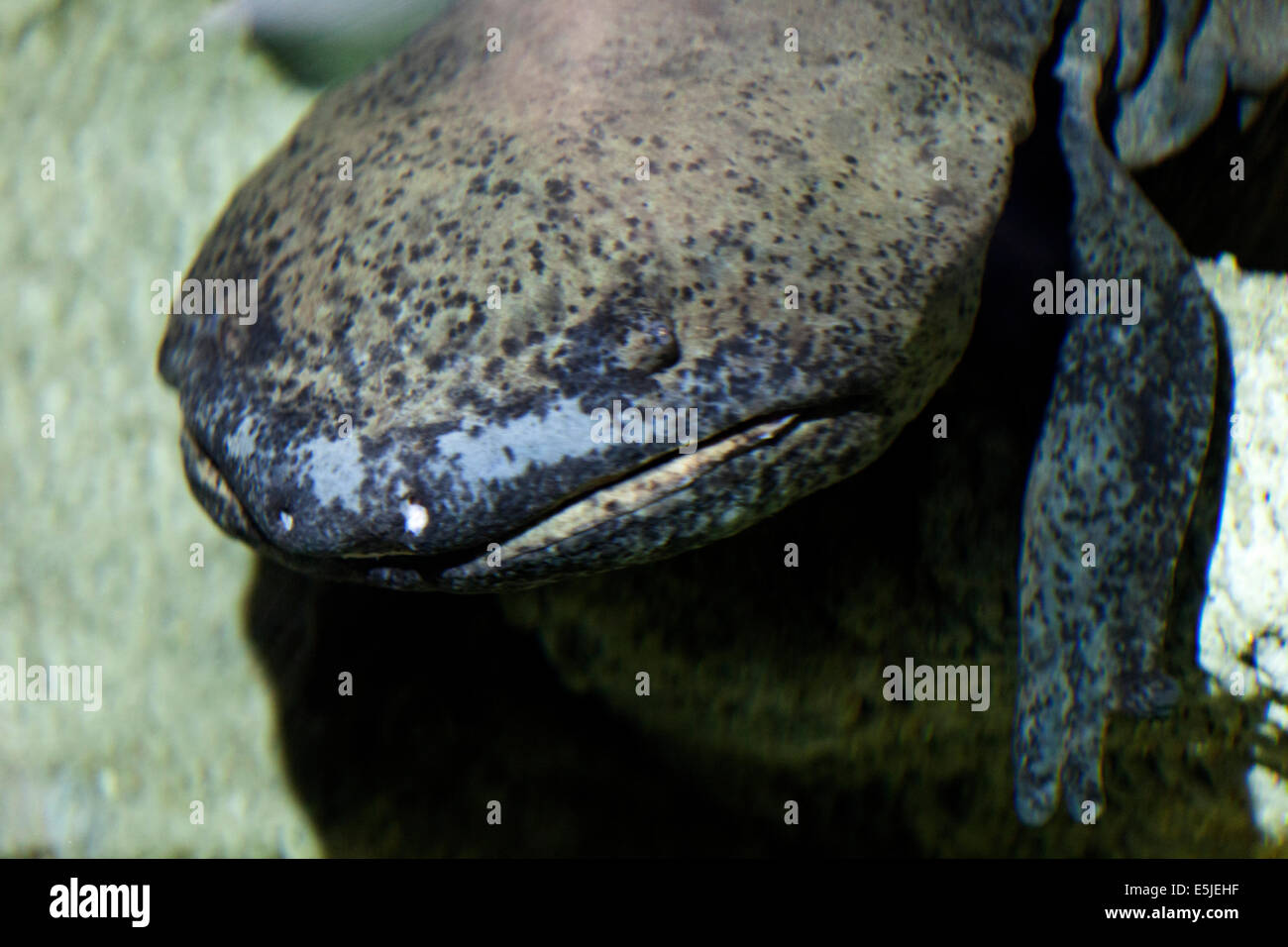 Der chinesische Riesensalamander, Männlich, dessen Alter auf weniger als 40 Jahre geschätzt wird, hat eine satte Messleistung Stockfoto