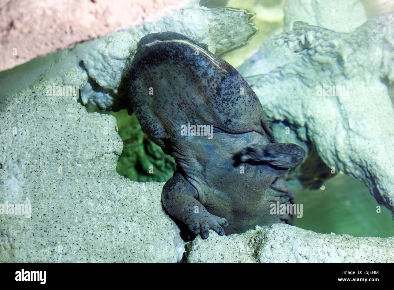 Der chinesische Riesensalamander, Männlich, dessen Alter auf weniger als 40 Jahre geschätzt wird, hat eine satte Messleistung Stockfoto