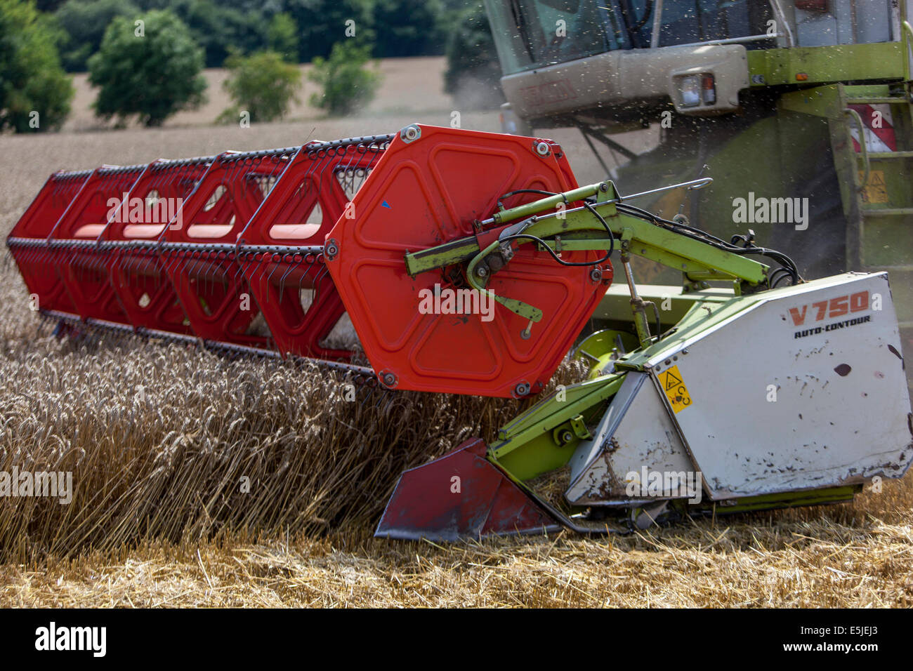 Kombinieren Sie beim Ernten von Weizen auf einem Feld, Tschechische Republik Stockfoto
