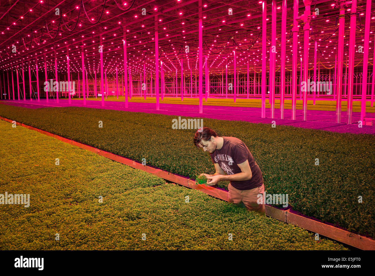 Niederlande, Monster, roten LED-Lampen in den Gewächshäusern von Koppert Cress Stockfoto