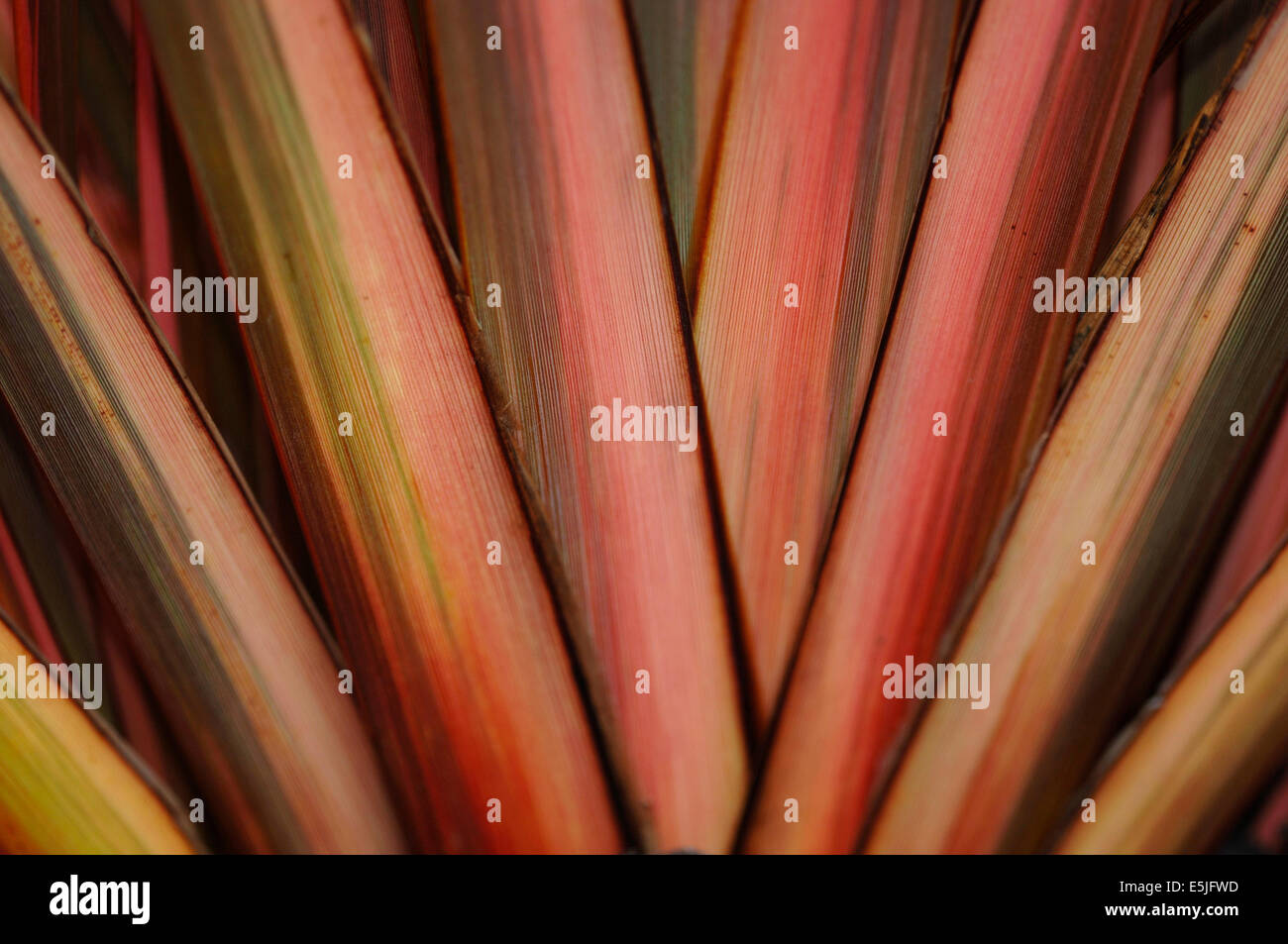 Phormium verlässt. Stockfoto