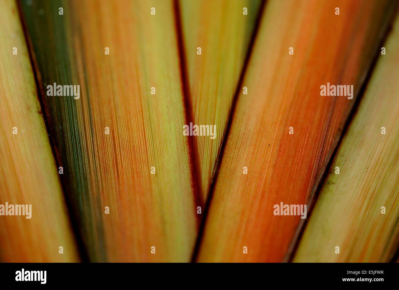 Phormium verlässt. Stockfoto