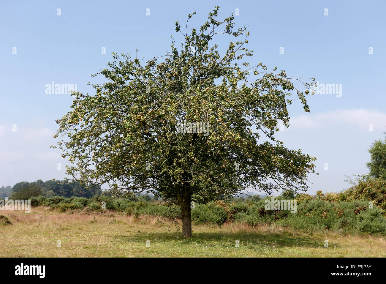 Krabben Sie-Apfelbaum, Malus Sylvestris, Baum im Blatt, Warwickshire, Juli 2014 Stockfoto