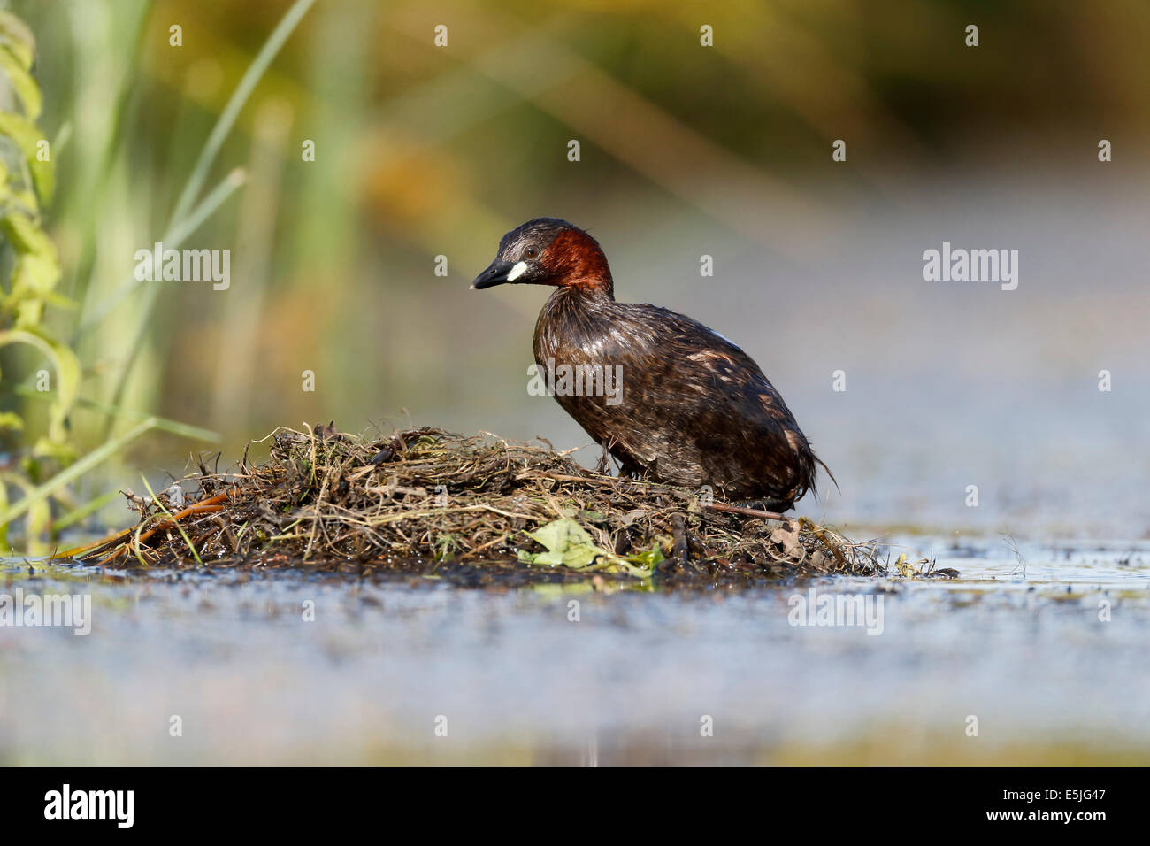 Wenig Grebe, Tachybaptus Ruficollis, einziger Vogel im Nest, Warwickshire, Juli 2014 Stockfoto