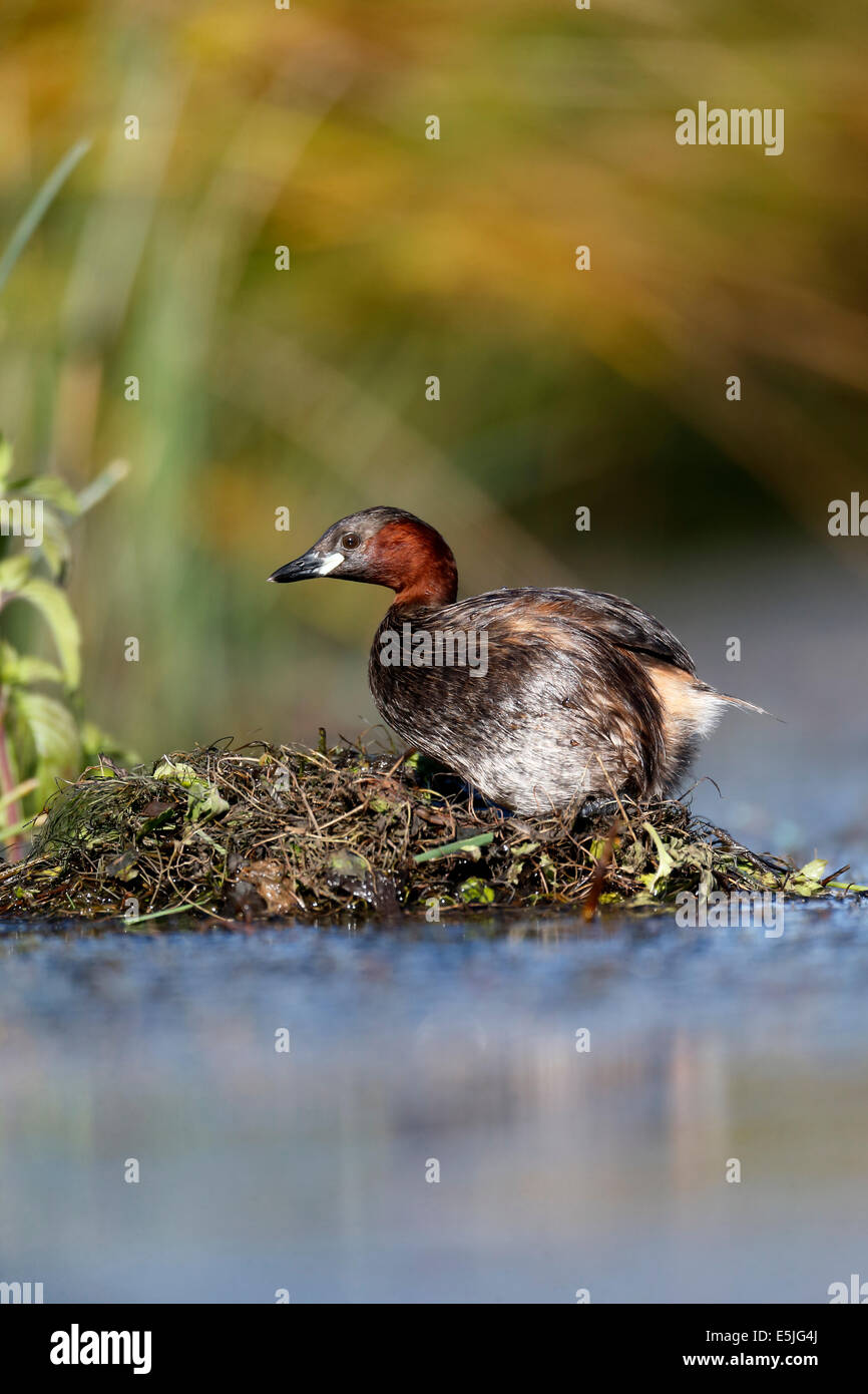 Wenig Grebe, Tachybaptus Ruficollis, einziger Vogel im Nest, Warwickshire, Juli 2014 Stockfoto