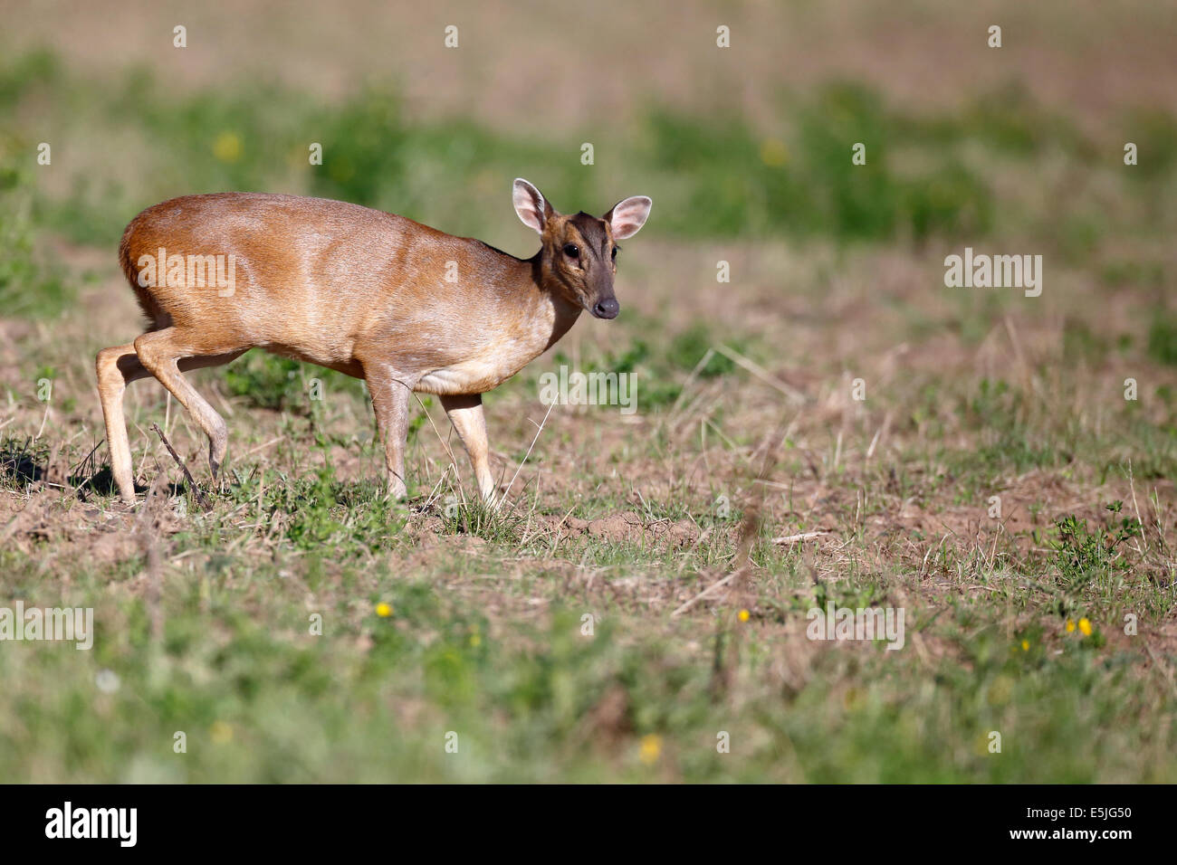 Muntjak, Muntiacus Reevesi, einziges Säugetier auf Feld, Warwickshire, Juli 2014 Stockfoto