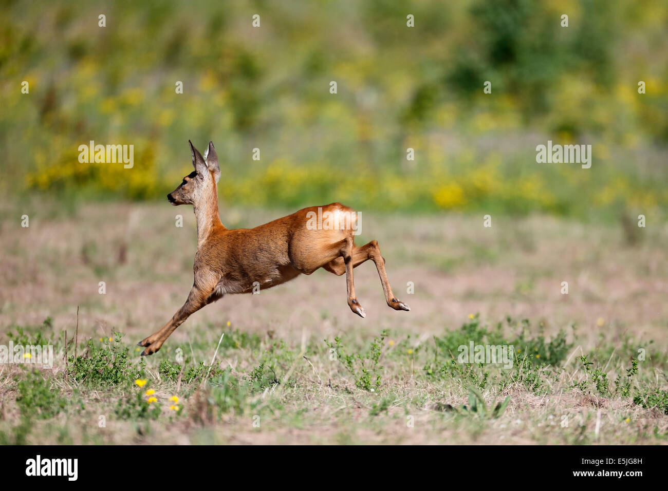 Rehe, Capreolus Capreolus, einziges Säugetier läuft im Feld, Warwickshire, Juli 2014 Stockfoto