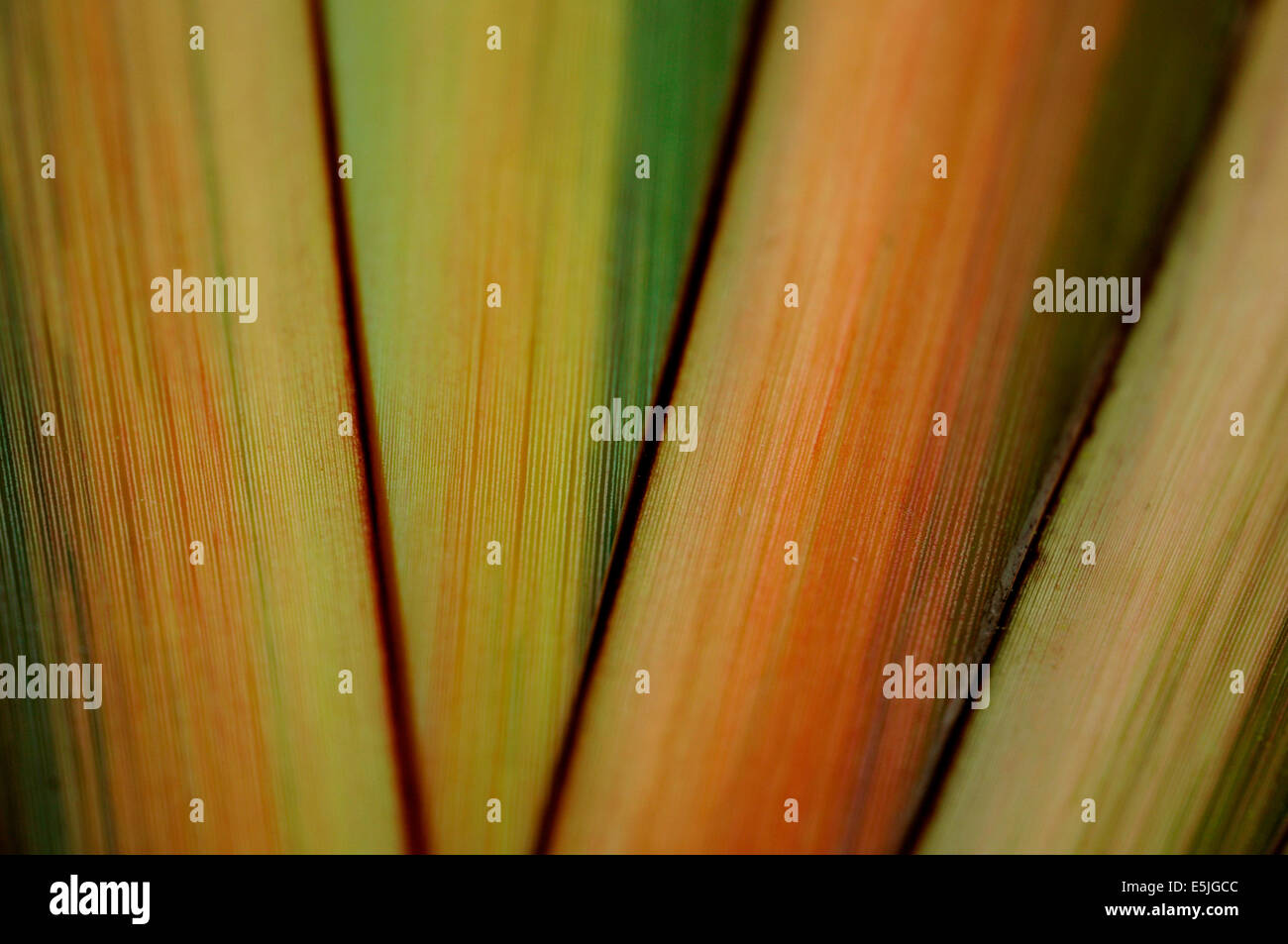 Phormium verlässt. Stockfoto