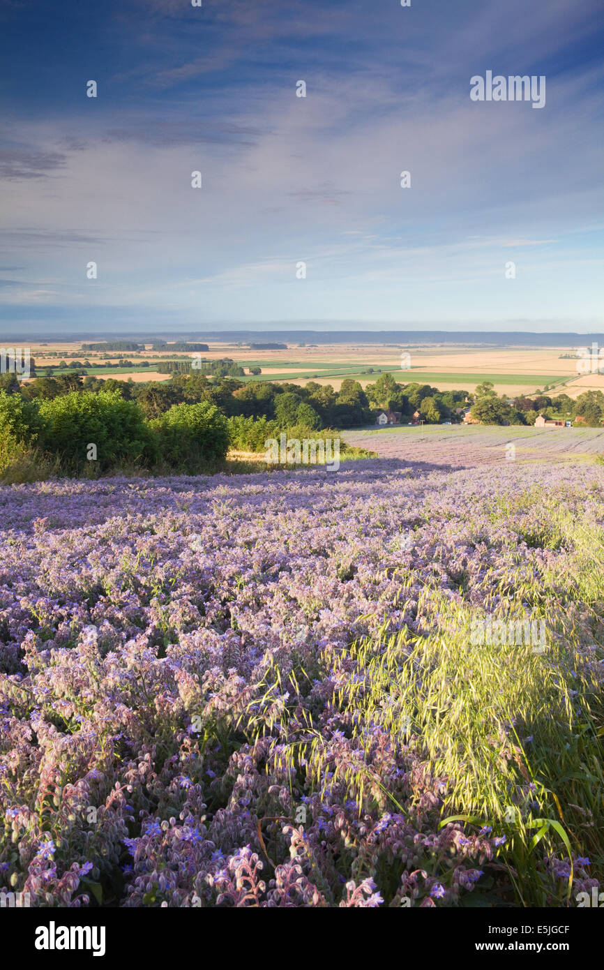 Die Landschaft von North Lincolnshire nahe dem Dorf Bonby mit dem Ancholme-Tal in der Ferne. August, Sommer 2014. Stockfoto