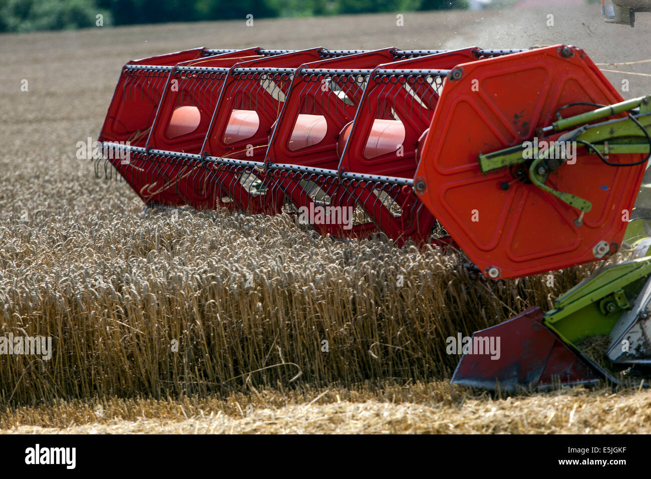 Weizenernte auf dem Feld, Schneidwerk-Draper-Kopf der Tschechischen Republik Stockfoto