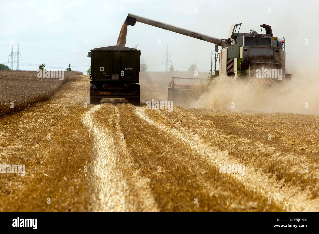 Weizen der Ernte auf dem Feld, Tschechische Republik Stockfoto