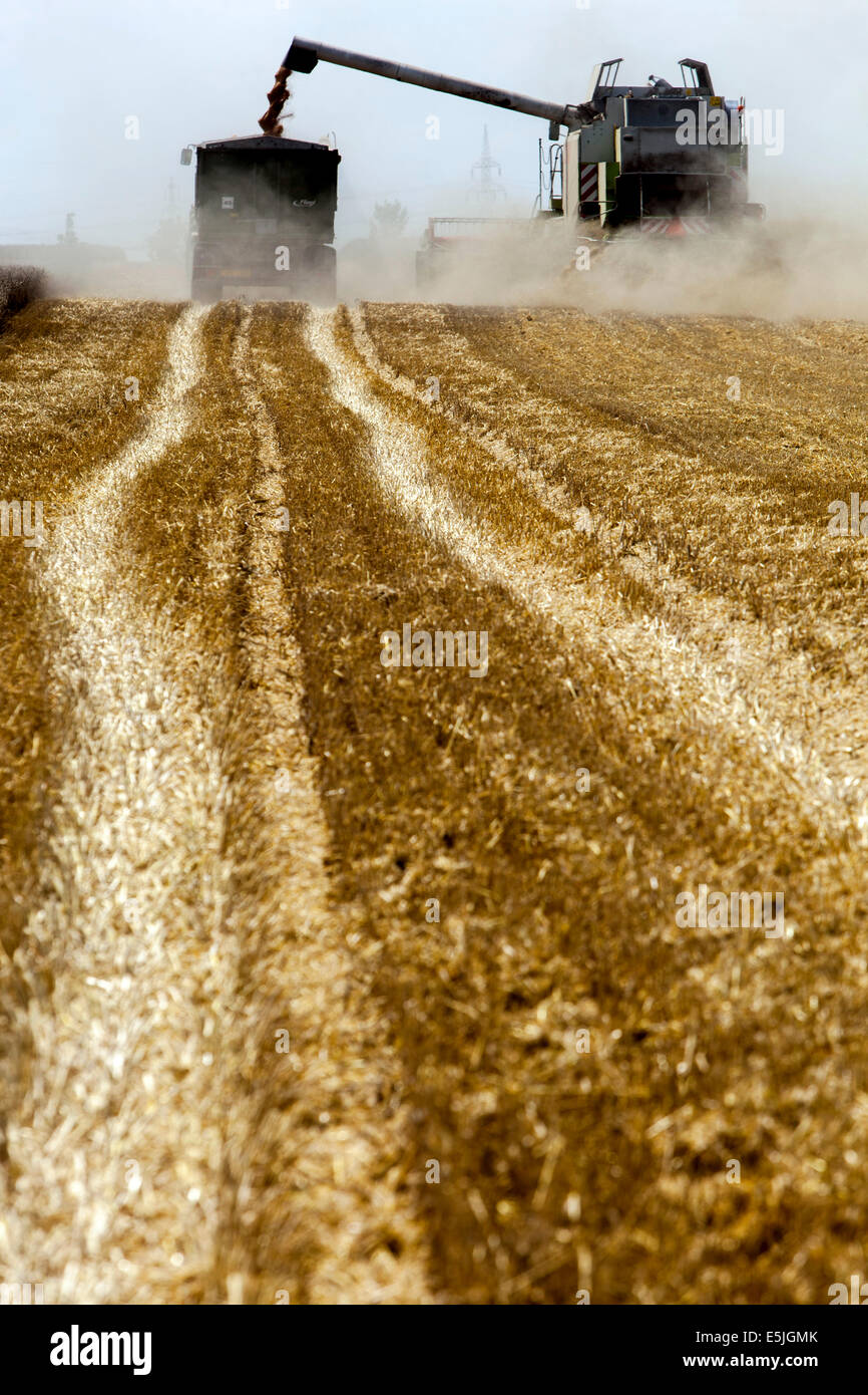 Kombinieren Sie beim Ernten von Weizen auf einem Feld, Tschechische Republik Stockfoto