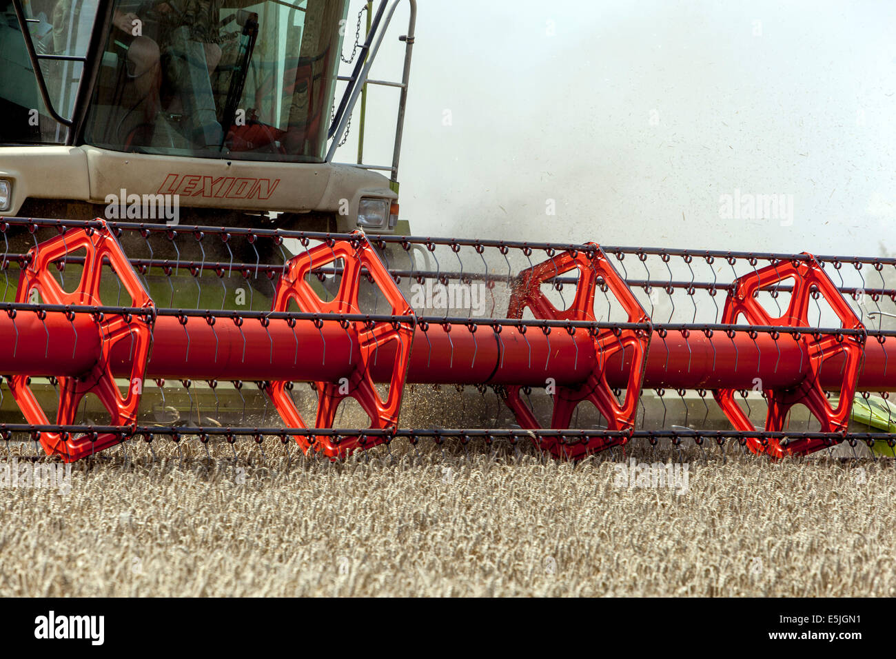 Kombinieren Sie beim Ernten von Weizen auf einem Feld, Tschechische Republik Stockfoto