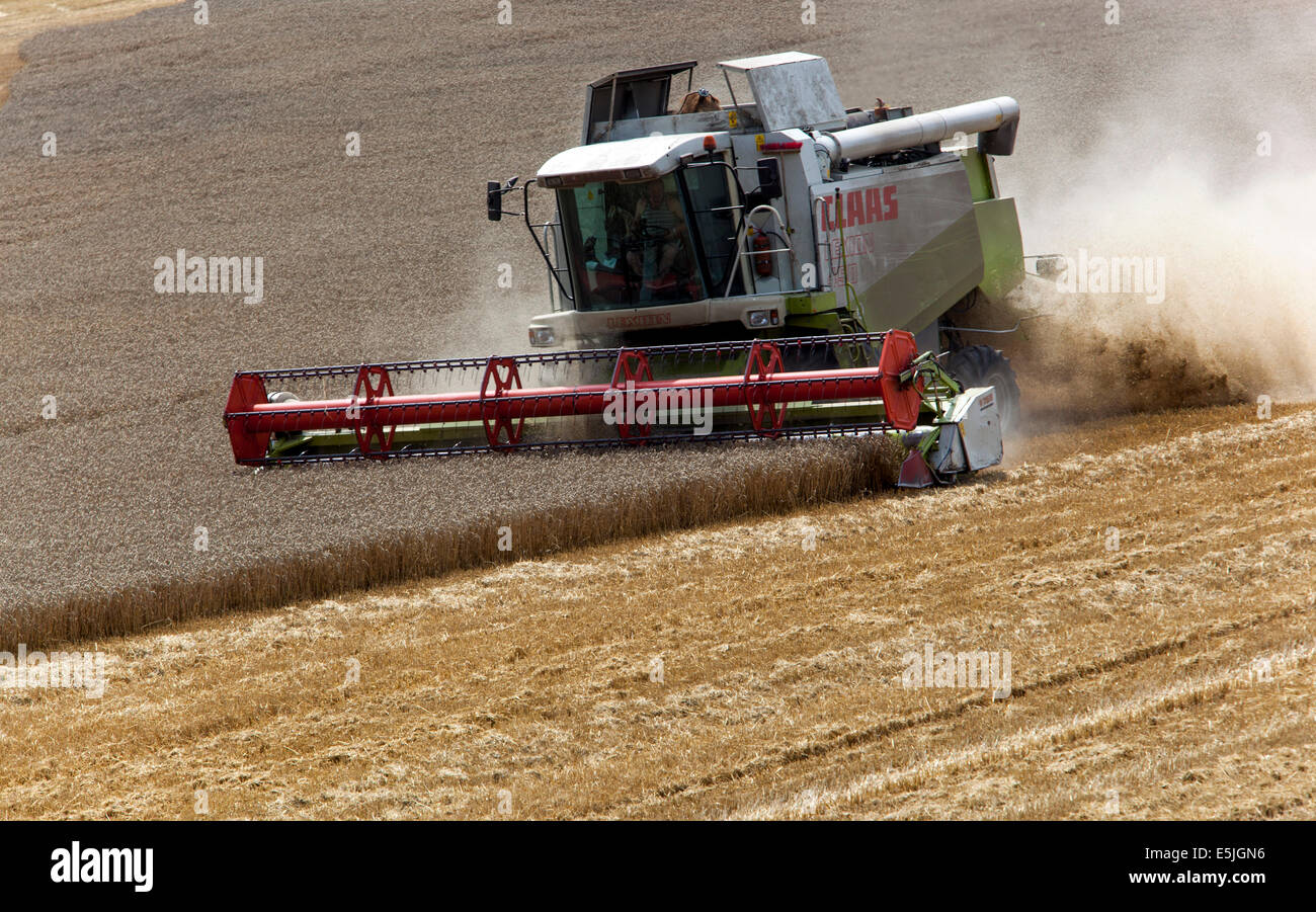 Weizen der Ernte auf dem Feld, Tschechische Republik Stockfoto