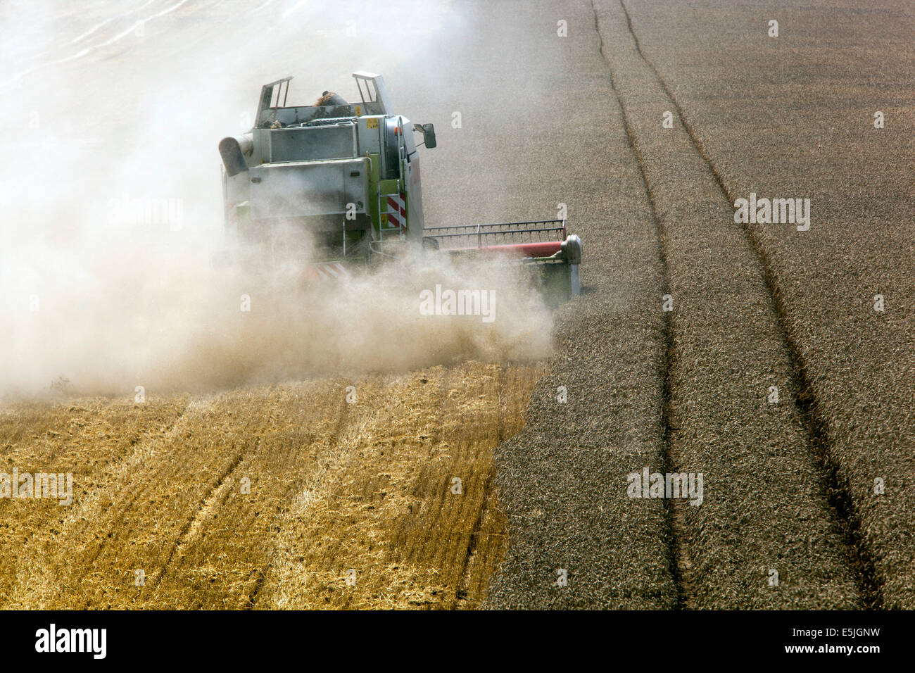 Weizen der Ernte auf dem Feld, Tschechische Republik Stockfoto