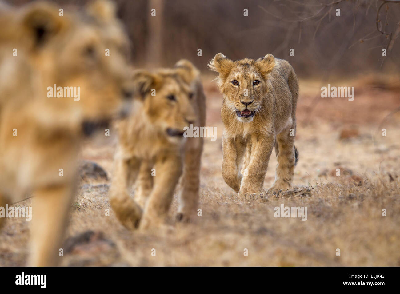 Indische Löwenjunges [Panthera Leo Persica] an der Gir Forest, Gujarat in Indien. Stockfoto