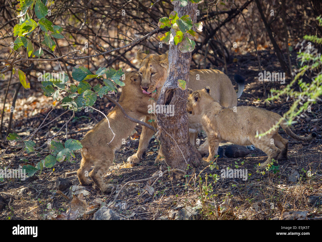 Indische Löwenfamilie [Panthera Leo Persica] an der Gir Forest, Gujarat in Indien. Stockfoto