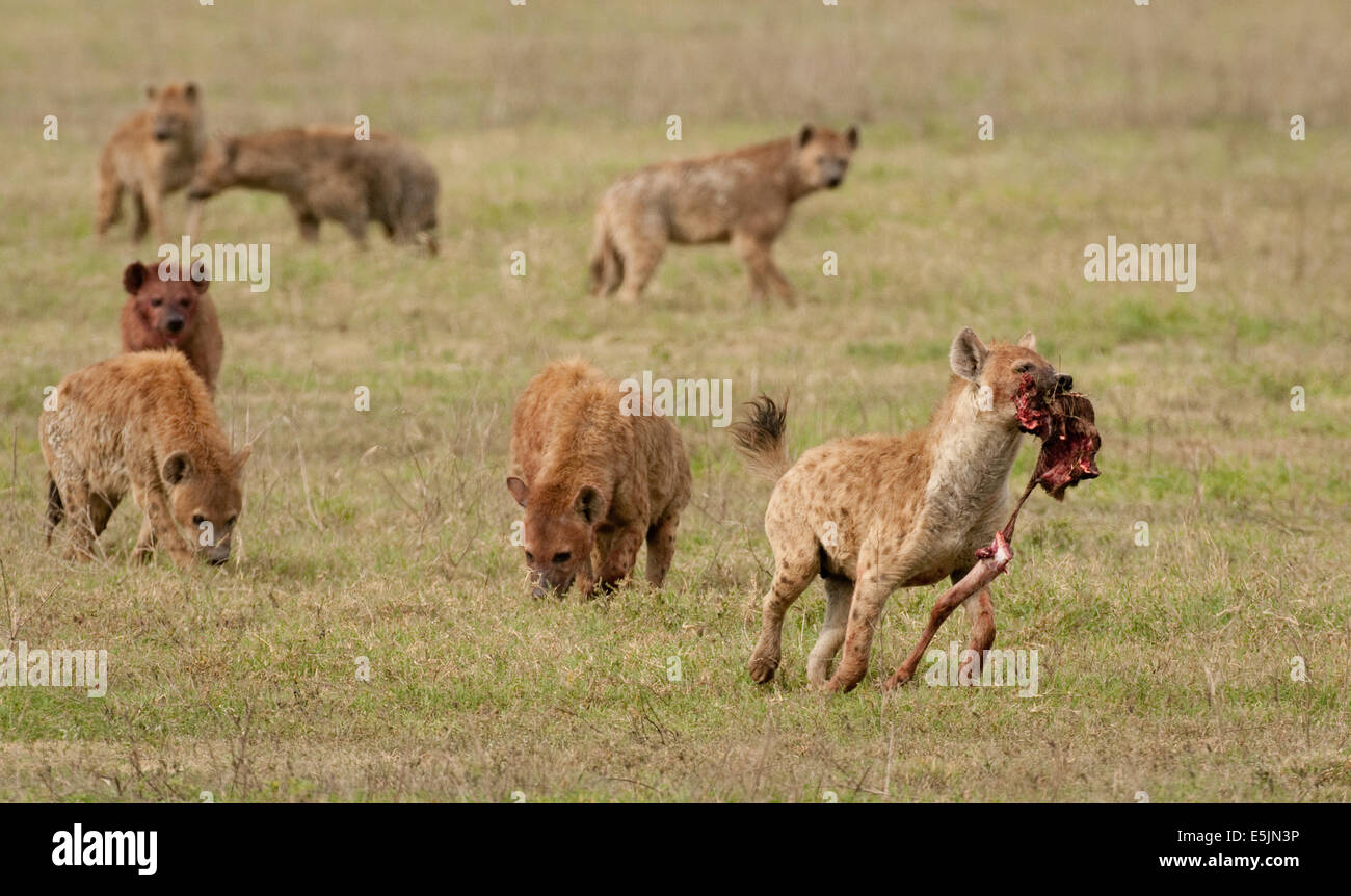 Gruppe von Hyänen mit einem das Bein von einem Kill trägt Stockfoto