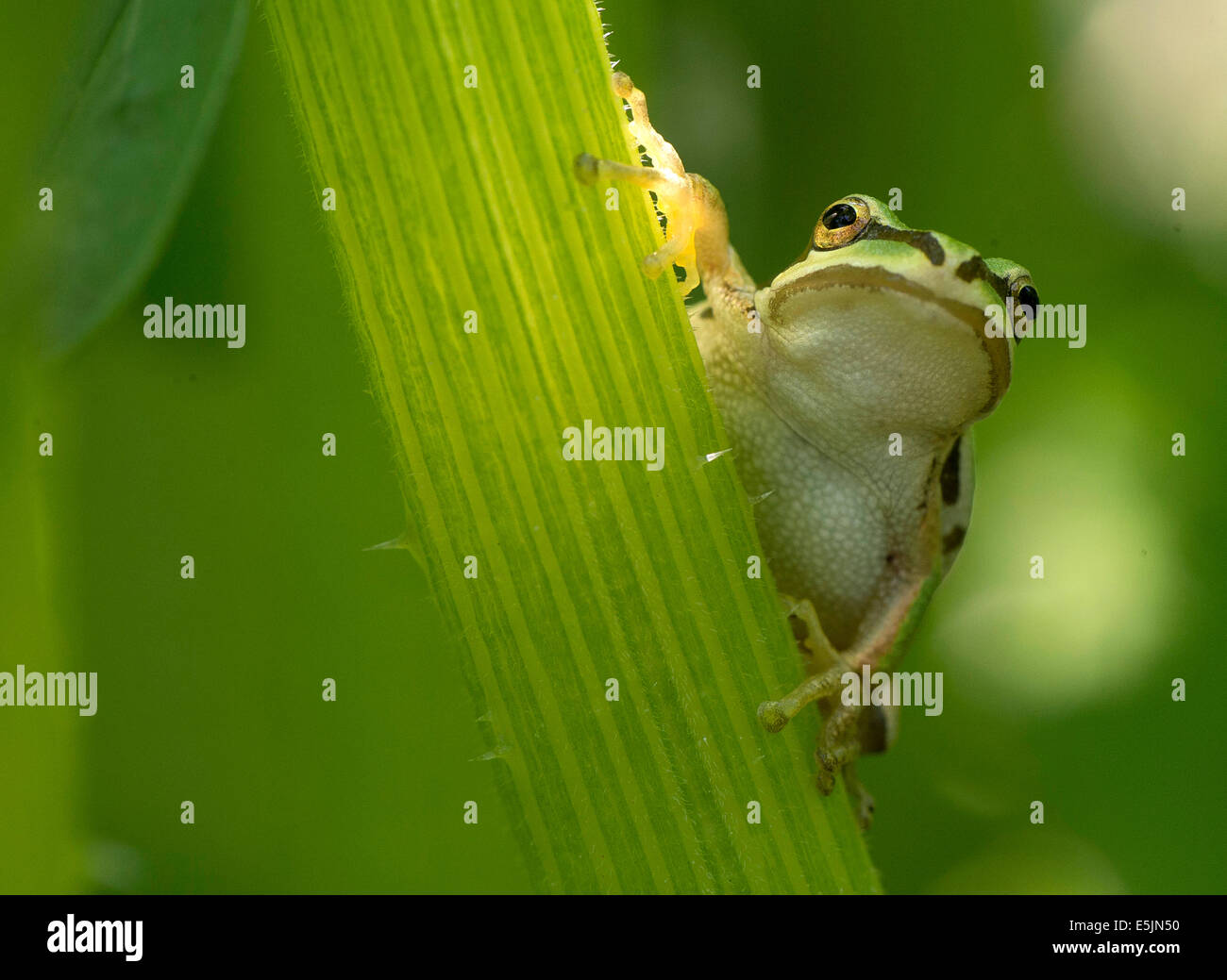 2. August 2014 - Elkton, Oregon, USA - ein kleines Pacific Laubfrosch klammert sich an den Stiel eine Zucchini-Pflanze wächst in einem Hinterhofgarten ein Zuhause in der Nähe von Elkton. (Kredit-Bild: © Robin Loznak/ZUMA Draht) Stockfoto