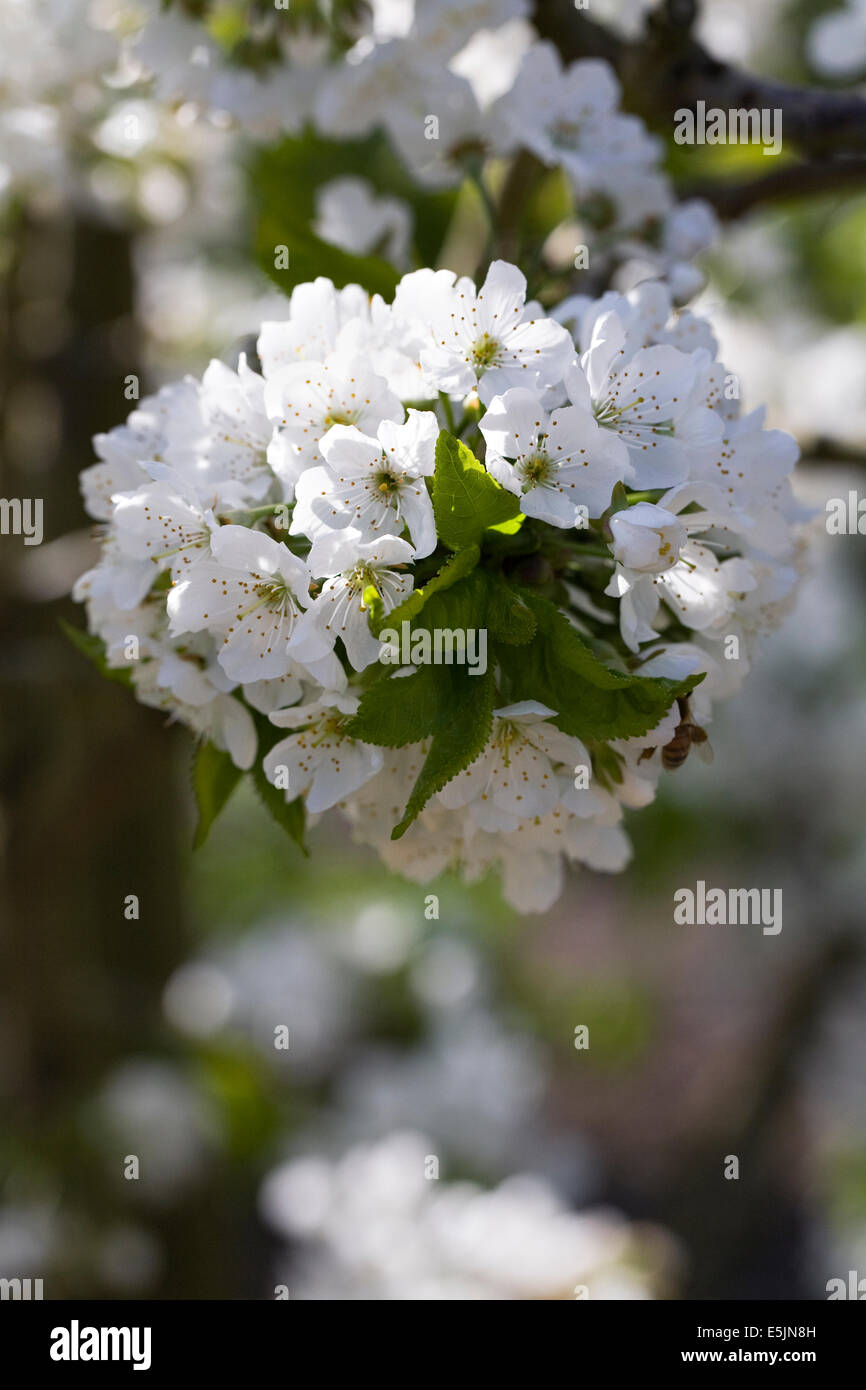 Prunus Avium. Süßkirsche 'Sunburst' Blüte gegen einen roten Backsteinmauer. Stockfoto