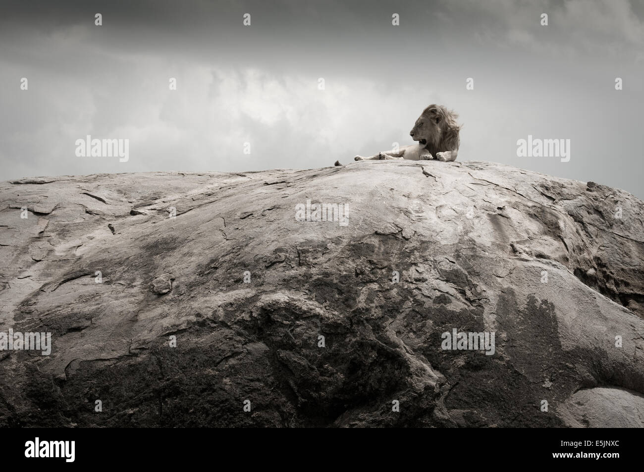 Scenic mit Löwen liegen oben auf kopje Stockfoto