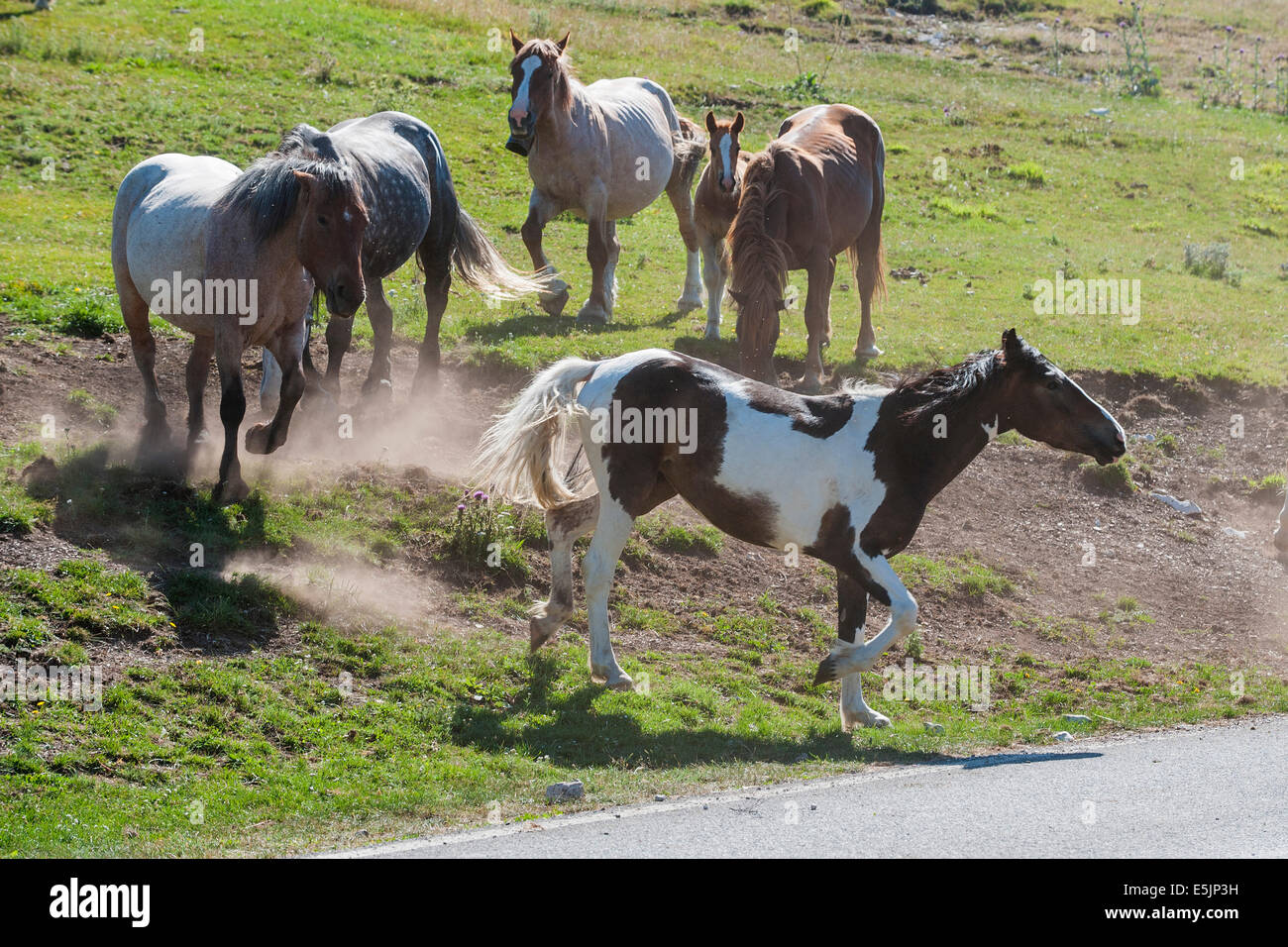 Castelluccio di Norcia, Sibillini Berge, Umbrien. Eine Herde von Pferden in der wilden, während auf den Bergstraßen zu springen. Stockfoto