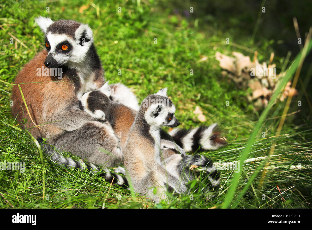 West Midland Safaripark Stockfoto