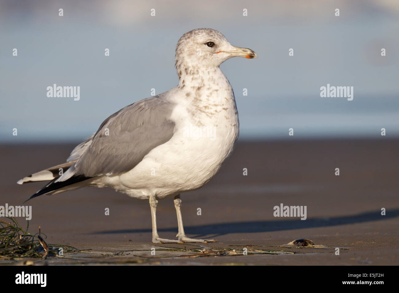 California Gull - Larus Californicus - Erwachsene nicht-Zucht Stockfoto