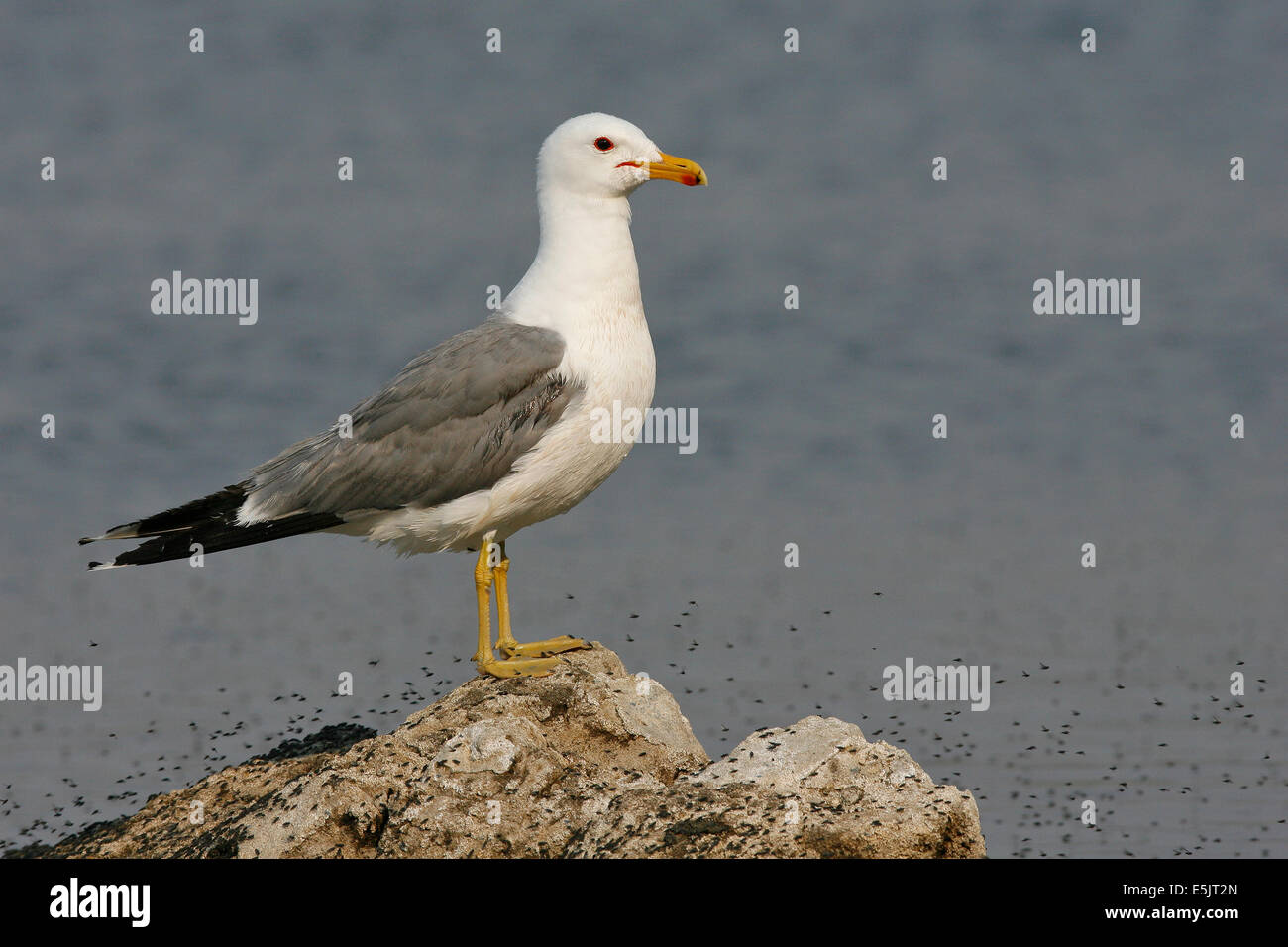 California Gull - Larus Californicus - Erwachsene Zucht Stockfoto