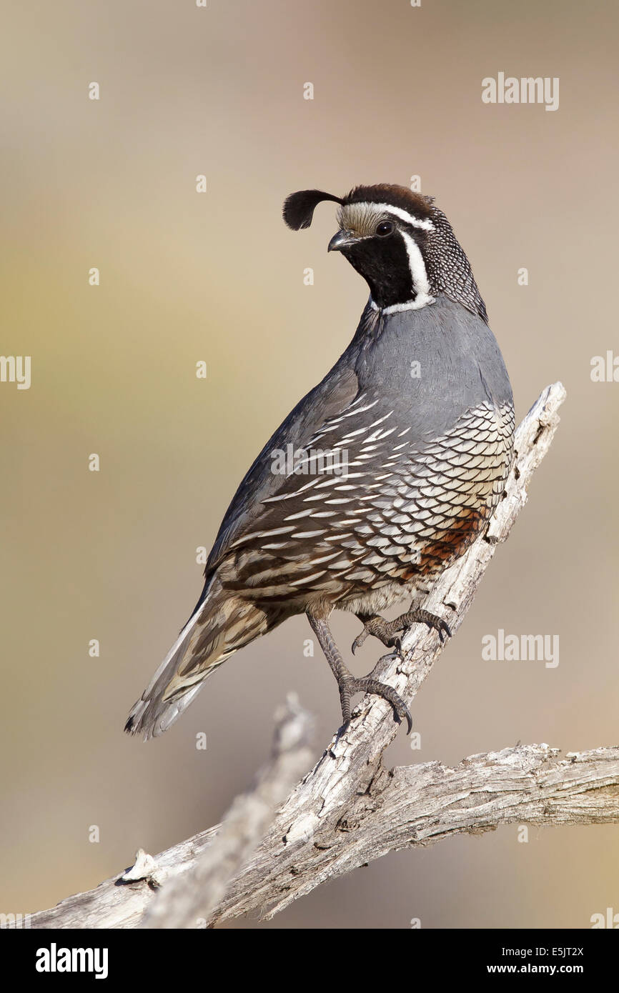 Kalifornien Wachteln - Art Californica - Männchen Stockfoto