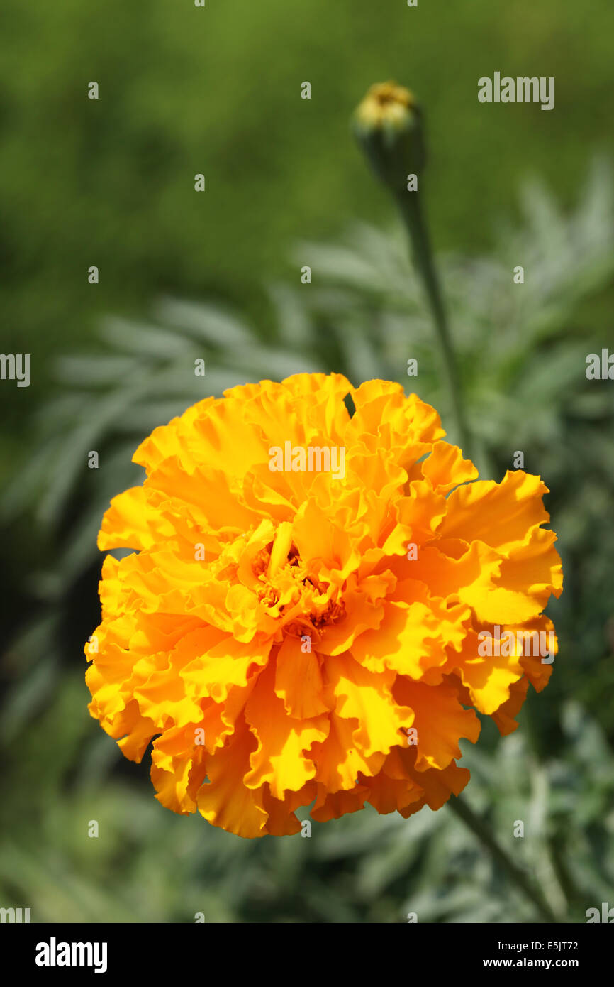 Orange Ringelblumeblume Stockfoto