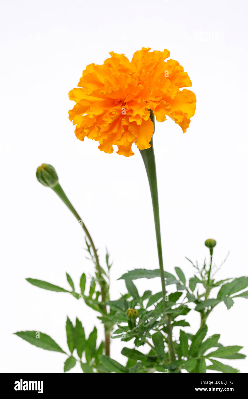 Orange Ringelblumeblume Stockfoto