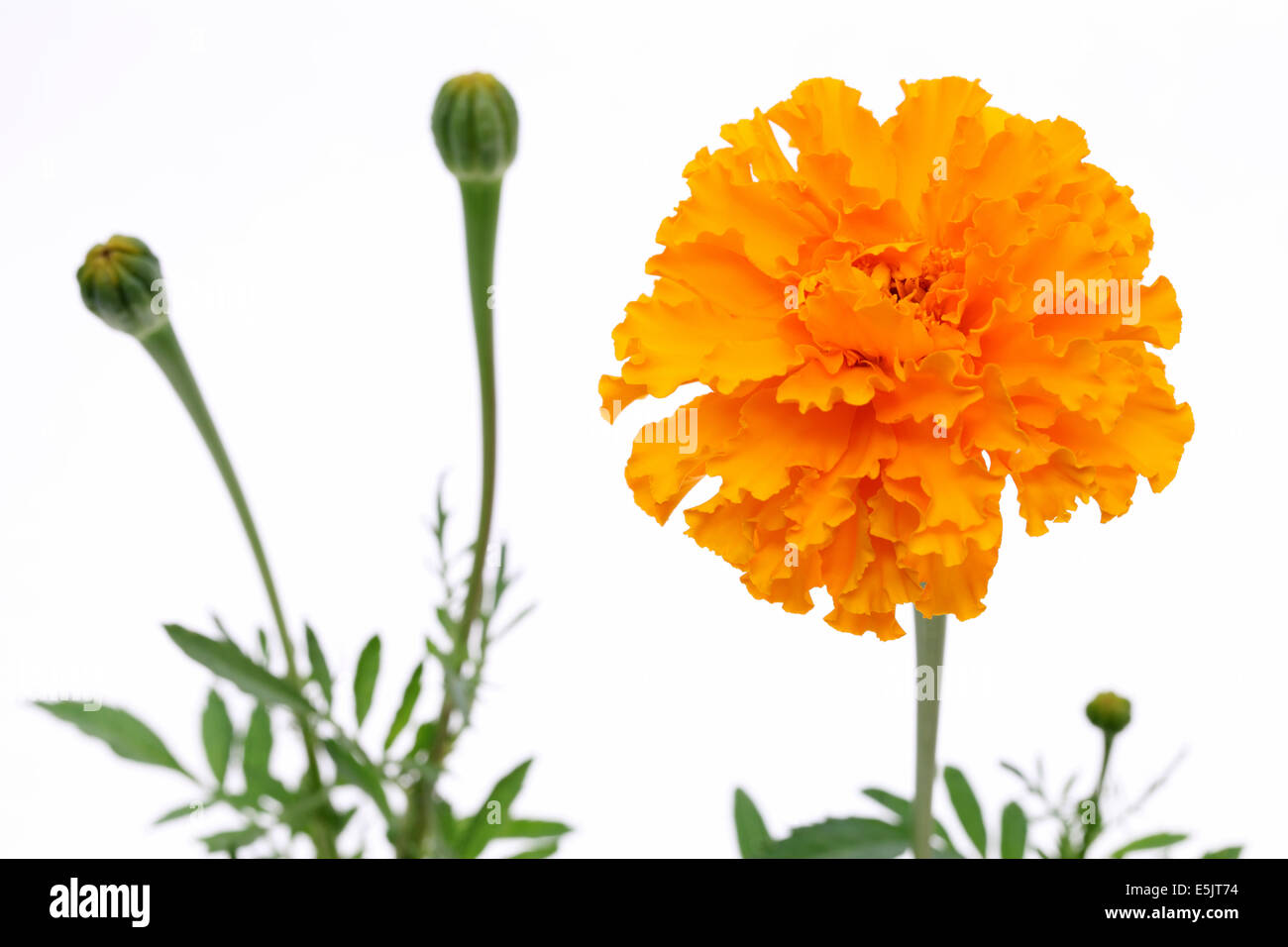 Orange Ringelblumeblume Stockfoto