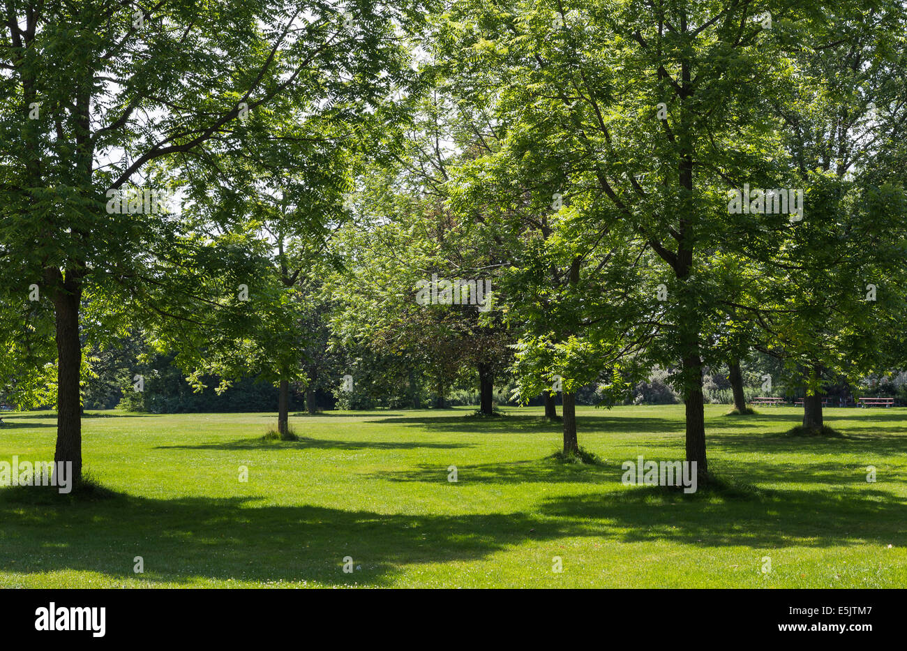 Bäume in einem Park außerhalb während des Tages Stockfoto