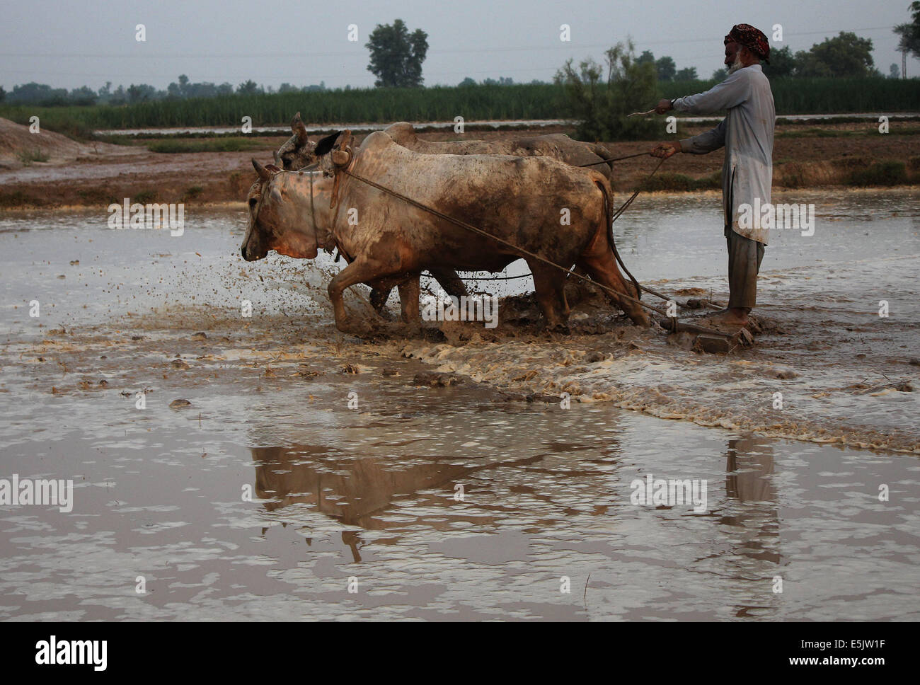 Pakistanischer Bauer Nivellierung Ernte Feld auf traditionelle Weise vor dem nächsten Anbau von seinem Reisfeld mit Hilfe von Bullen in einem Dorf in den Vororten von Lahore. © Rana Sajid Hussain/Pacific Press/Alamy Live-Nachrichten Stockfoto