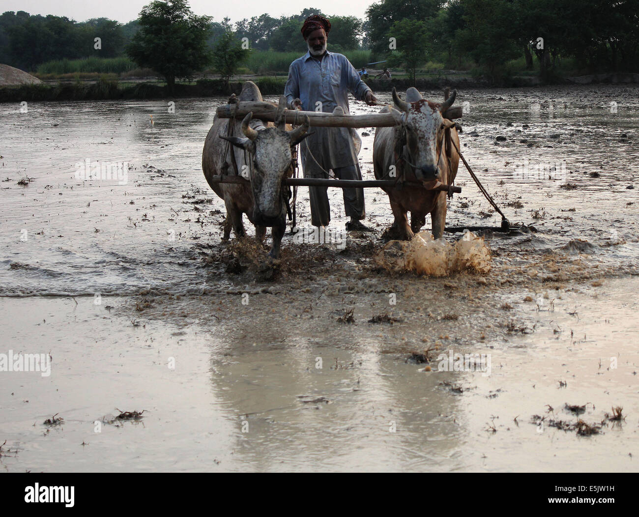 Pakistanischer Bauer Nivellierung Ernte Feld auf traditionelle Weise vor dem nächsten Anbau von seinem Reisfeld mit Hilfe von Bullen in einem Dorf in den Vororten von Lahore. © Rana Sajid Hussain/Pacific Press/Alamy Live-Nachrichten Stockfoto