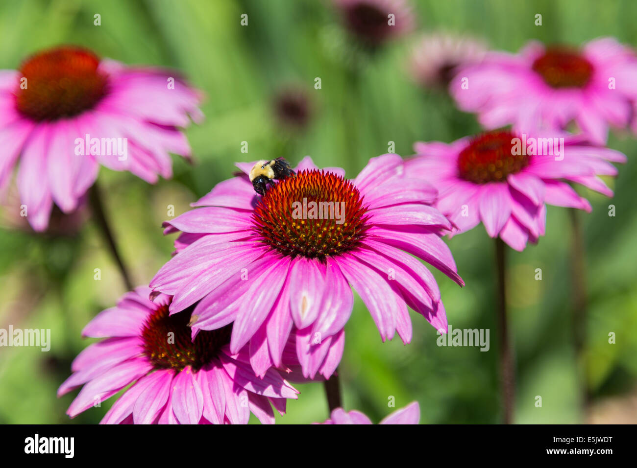 Nahaufnahme, ein Sonnenhut im Laufe des Tages Stockfoto